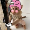 🐒⌛Various Monkey's⌛🐒 21