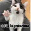 Gatos para contestar 😜 🐱 14