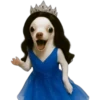 Princesa Chihuahua 👑💙 23
