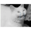 Crying cat (sticker.fan) 22