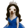 Princesa Chihuahua 👑💙 24