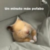 FRASES HAMSTER 🐹🥰 22