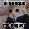 Gatos para contestar 😜 🐱 17