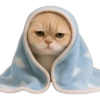 Gatito con mantita 😻🩵 25