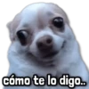 🐾 Perritos y Reacciones! 🔝 17
