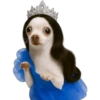 Princesa Chihuahua 👑💙 26