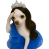 Princesa Chihuahua 👑💙 27
