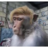 🐒⌛Various Monkey's⌛🐒 25