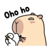 Pipi Capybara 4 23