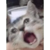 Crying cat (sticker.fan) 26