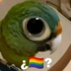 🚫 LGBTQ ❌ Bandera 🤔⁉️ 13