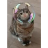Crying cat (sticker.fan) 27