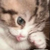 Crying cat (sticker.fan) 28