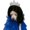 Princesa Chihuahua 👑💙 30