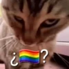 🚫 LGBTQ ❌ Bandera 🤔⁉️ 14