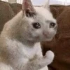 Crying cat (sticker.fan) 29