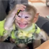 🐒⌛Various Monkey's⌛🐒 30