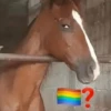 🚫 LGBTQ ❌ Bandera 🤔⁉️ 16
