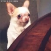 🐶Chihuahua🐶 5