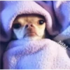 🐶Chihuahua🐶 6