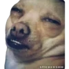 🐶Chihuahua🐶 7
