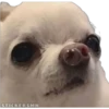 🐶Chihuahua🐶 8