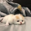 Animalitos Ⅰ 6