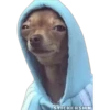 🐶Chihuahua🐶 9