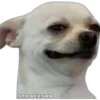 🐶Chihuahua🐶 10