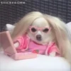 🐶Chihuahua🐶 11
