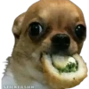 🐶Chihuahua🐶 12