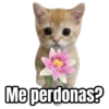 Me perdonas?