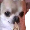 🐶Chihuahua🐶 13