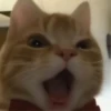 GATITO 5