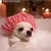 🐶Chihuahua🐶 15