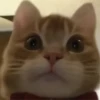 GATITO 6