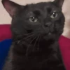 Memes de gatos 🐱😂 6