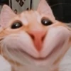 🎵🫟TIKTOK Stickers|Memes🫟🎵 8
