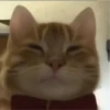 GATITO 7