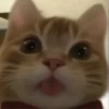 GATITO 8
