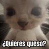 Memes de gatos 🐱😂 7