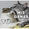 🔥𑄝GATOS HORNY/HORNY CATS𑄝🔥 2