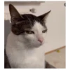 Meoong 4 7
