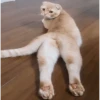 🔥𑄝GATOS HORNY/HORNY CATS𑄝🔥 3