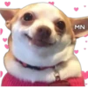 🐶Chihuahua🐶 16