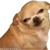 🐶Chihuahua🐶 17