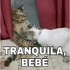 🔥𑄝GATOS HORNY/HORNY CATS𑄝🔥 4