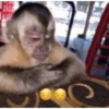 Monitos tristes 😭🐒 6