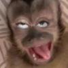 🎵🫟TIKTOK Stickers|Memes🫟🎵 11
