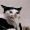Meoong 4 9